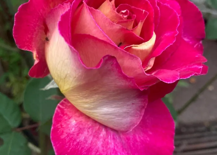 Maison Des Roses