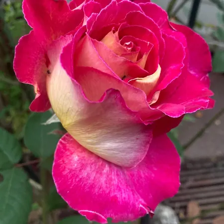 Maison Des Roses
